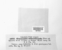 Gnomoniella tubaeformis image